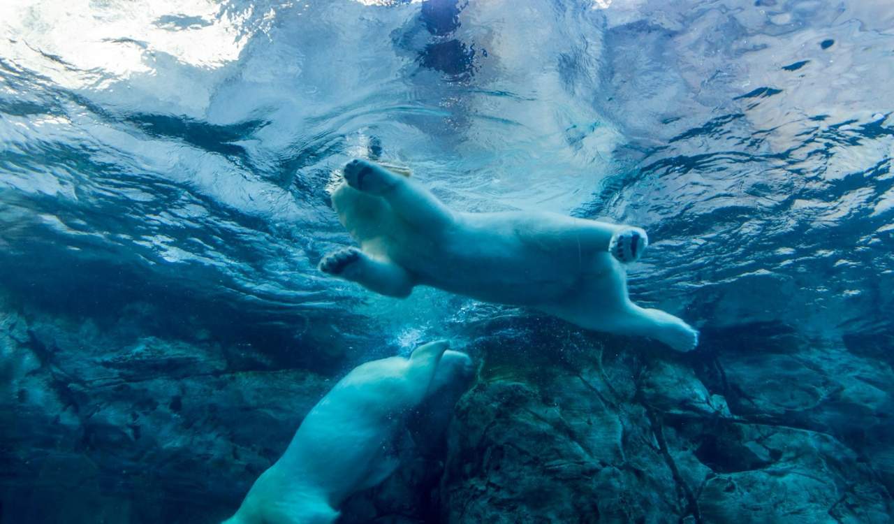 Assiniboine Park Zoo