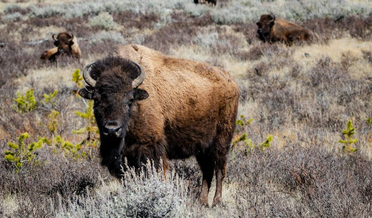 Buffalo Nation Buxton Museum