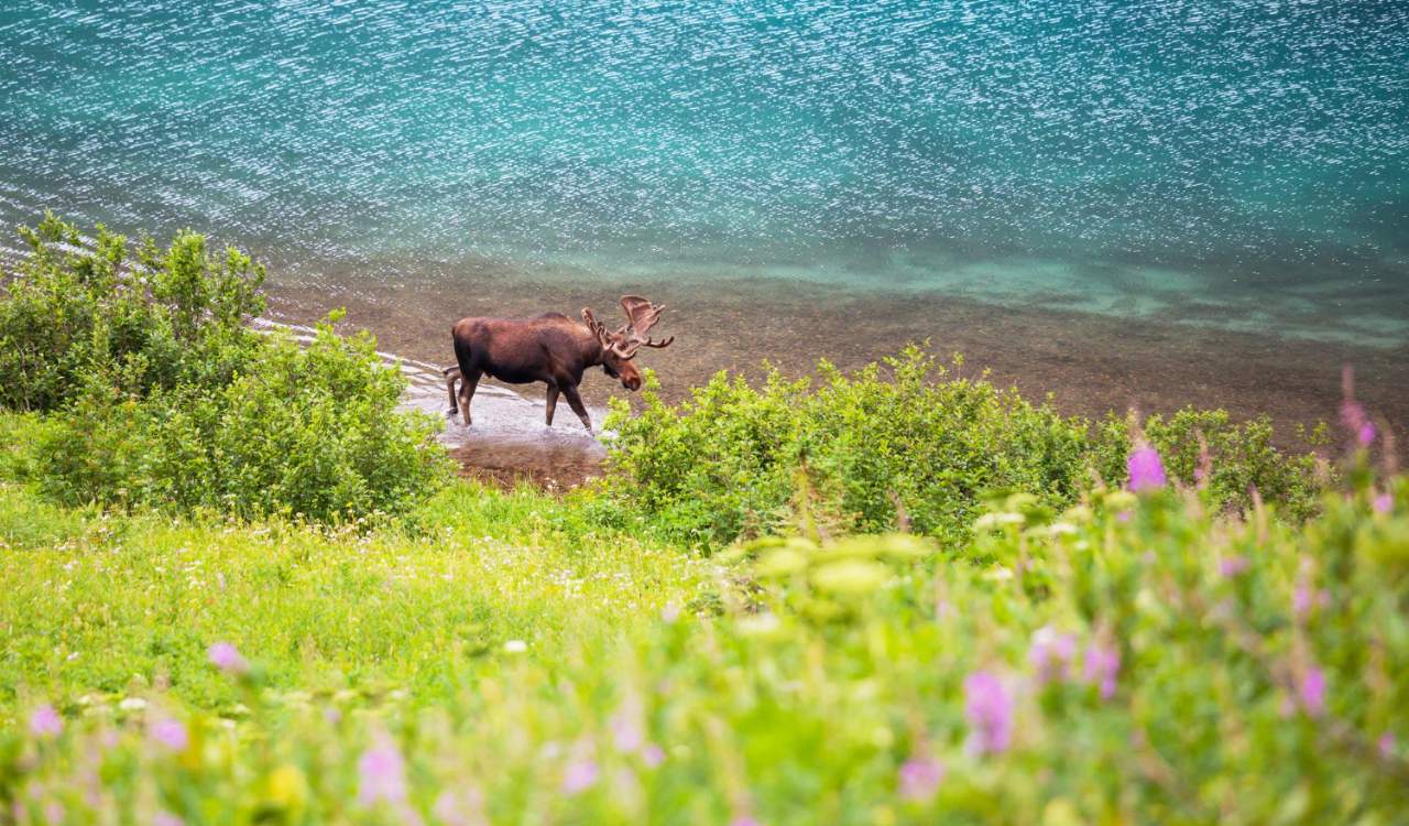 Elk Island National Park
