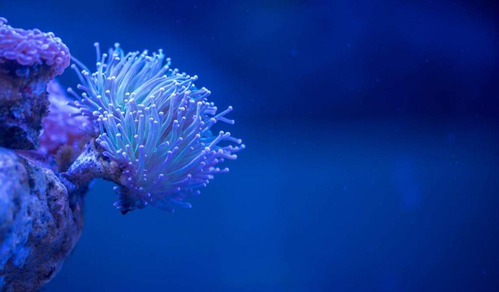 Ripley’s Aquarium of Canada