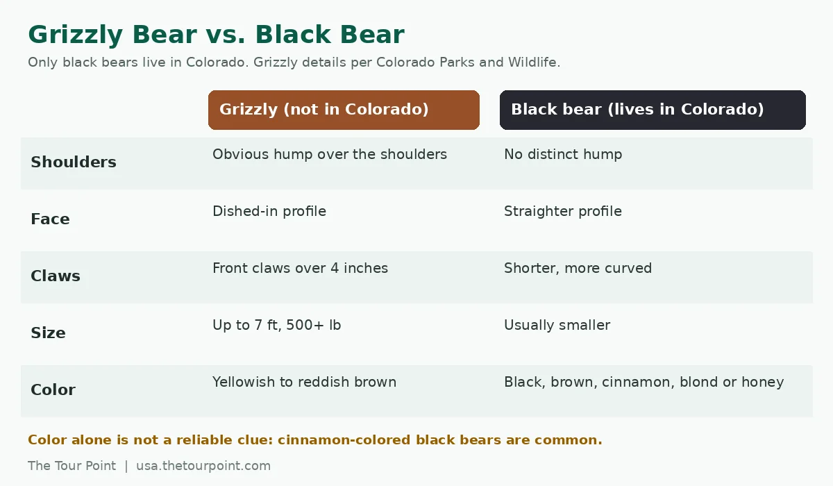 Comparison chart of grizzly bear and black bear features including shoulder hump, face profile, claws, size and color